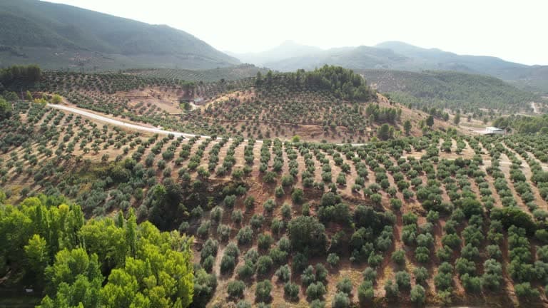 Spanish Olive Oil: Navigating Tariff Impacts in the US and EU